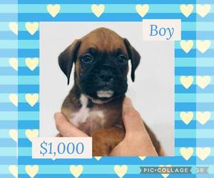 Boxer Puppy for Sale in LAURENS, South Carolina USA