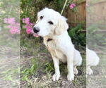 Small #2 Great Pyrenees