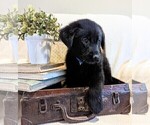 Small #4 Golden Shepherd