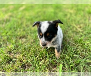 Australian Cattle Dog Puppy for sale in WACO, TX, USA