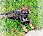 Small #8 German Shepherd Dog Mix