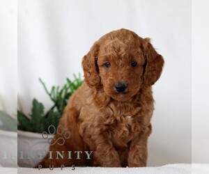 Goldendoodle (Miniature) Puppy for sale in NARVON, PA, USA