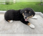 Puppy Hank Australian Shepherd