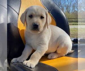 Medium Labrador Retriever