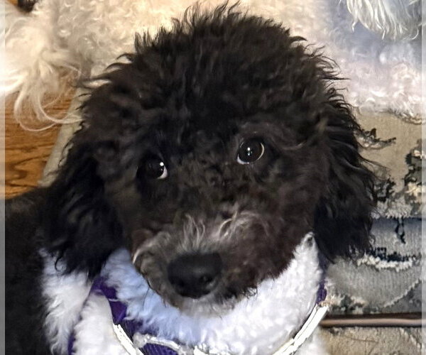 Medium Photo #1 Bichon Frise Puppy For Sale in Wheaton, IL, USA