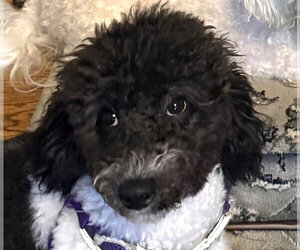 Bichon Frise Dogs for adoption in Wheaton, IL, USA