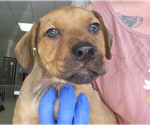 Circie - Female Mutt Dog for Adoption - Photo #3