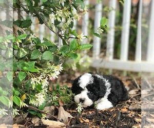Aussiedoodle Miniature  Puppy for Sale in FORT MYERS, Florida USA