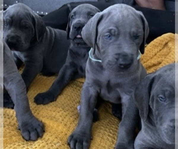 Medium Photo #1 Great Dane Puppy For Sale in MIAMI, FL, USA