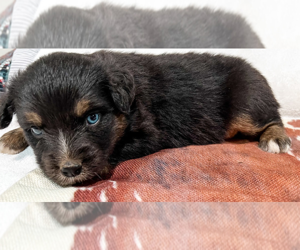 Medium Photo #2 Miniature Australian Shepherd Puppy For Sale in ARDMORE, OK, USA