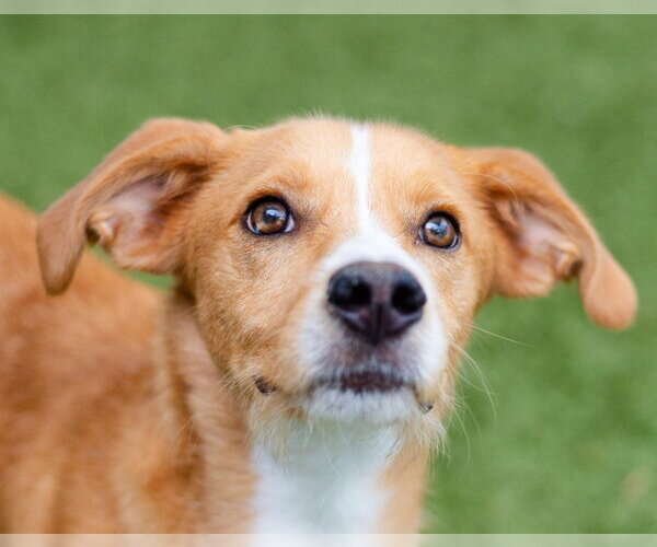 Medium Photo #1 Mutt Puppy For Sale in Canton, CT, USA
