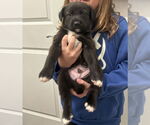 Small #4 Labrador Retriever Mix