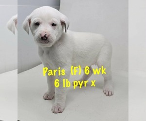 Great Pyrenees-Unknown Mix Dogs for adoption in pomfret, CT, USA