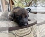 Small Photo #3 German Shepherd Dog Puppy For Sale in GRAND ISLAND, FL, USA