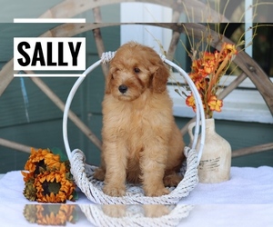 Goldendoodle (Miniature) Puppy for sale in ITASCA, TX, USA