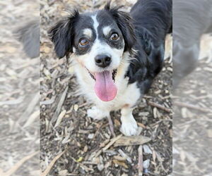 Chihuahua Dogs for adoption in Fremont, CA, USA