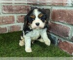 Small #5 Cavalier King Charles Spaniel