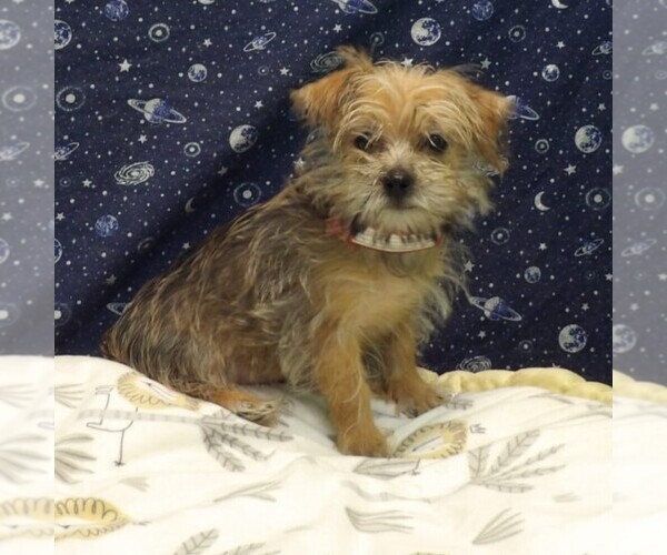 Medium Photo #19 Morkie Puppy For Sale in PATERSON, NJ, USA