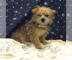 Small Photo #19 Morkie Puppy For Sale in PATERSON, NJ, USA