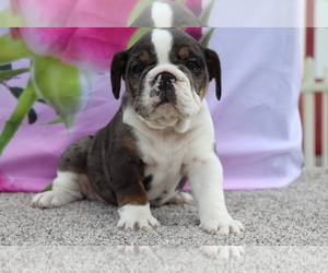 Bulldog Puppy for sale in SHILOH, OH, USA