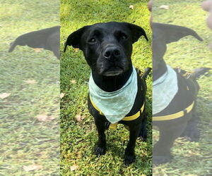 Labrador Retriever-Unknown Mix Dogs for adoption in Rockaway, NJ, USA