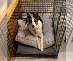 Small #4 Border Collie Mix