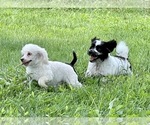 Small Photo #1 Poodle (Toy)-Unknown Mix Puppy For Sale in WOODSTOCK, CT, USA
