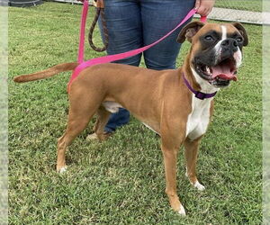 Boxer Dogs for adoption in Dumont, NJ, USA