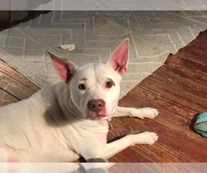 Asia - Female American Pit Bull Terrier Dog for Adoption - Photo #3