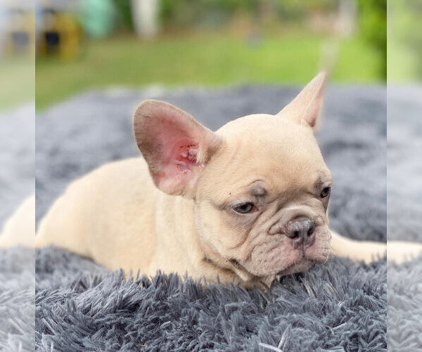 Medium Photo #3 French Bulldog Puppy For Sale in HILLSBORO BCH, FL, USA