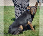 Small #2 German Shepherd Dog-Greyhound Mix