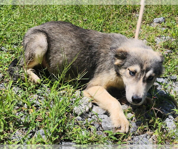 Medium Photo #2 Siberian Husky-Unknown Mix Puppy For Sale in Wetumpka, AL, USA