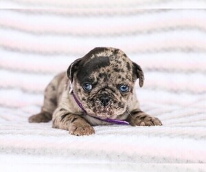 Jug-Pug Mix Puppy for sale in LIBERTY, KY, USA