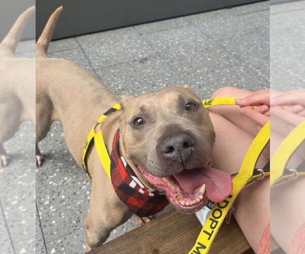 Medium Photo #13 Mutt Puppy For Sale in Philadelphia, PA, USA