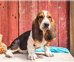Puppy Olaff Basset Hound