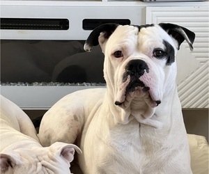 Father of the American Bulldog-American Staffordshire Terrier Mix puppies born on 03/02/2025