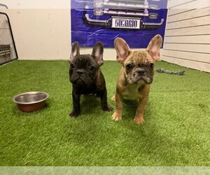 French Bulldog Puppy for sale in MORENO VALLEY, CA, USA