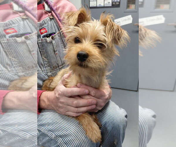 Medium Photo #3 Mutt Puppy For Sale in South Bend, IN, USA