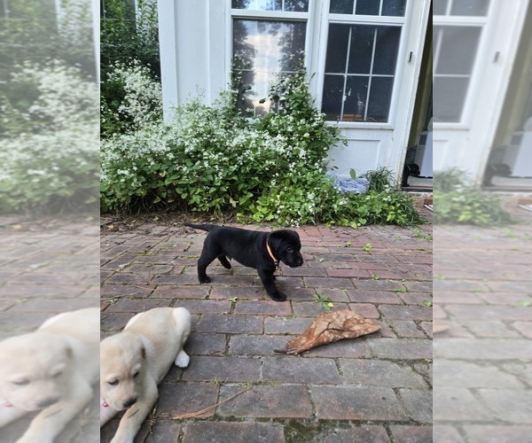 Medium Photo #7 Labrador Retriever Puppy For Sale in ELIZABETH CITY, NC, USA