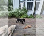 Small #2 Labrador Retriever