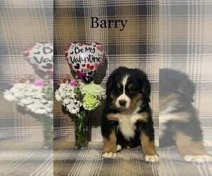 Bernese Mountain Dog Puppy for sale in FREDERICKSBG, OH, USA
