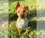 Small #1 American Pit Bull Terrier Mix