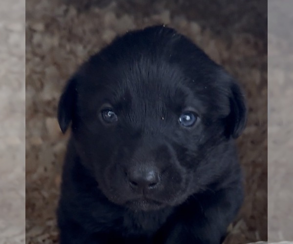 Medium Photo #5 Labrador Retriever Puppy For Sale in ALL HEALING SPRINGS, NC, USA
