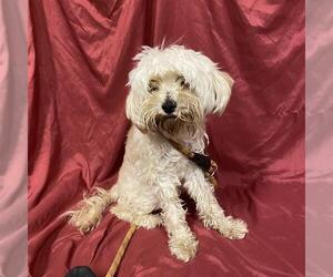 Maltese Dogs for adoption in Modesto, CA, USA