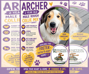 Collie-Great Pyrenees Mix Dogs for adoption in Crystal, MN, USA