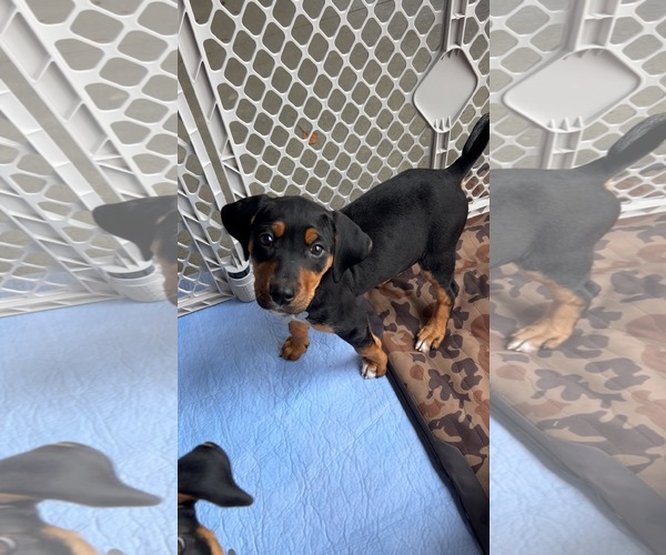 Medium Photo #8 Mutt Puppy For Sale in Holly Springs, NC, USA