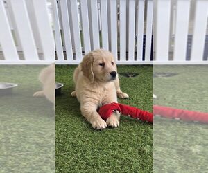Golden Retriever Puppy for sale in BERKLEY, MI, USA