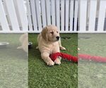 Small Golden Retriever