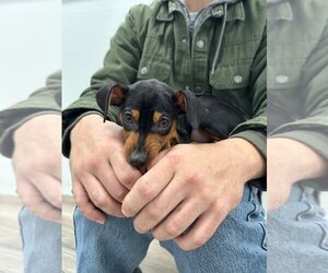 Miniature Pinscher Dogs for adoption in Muskegon, MI, USA