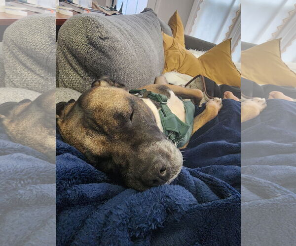 Medium Photo #18 Boxer-Unknown Mix Puppy For Sale in Holly Springs, NC, USA